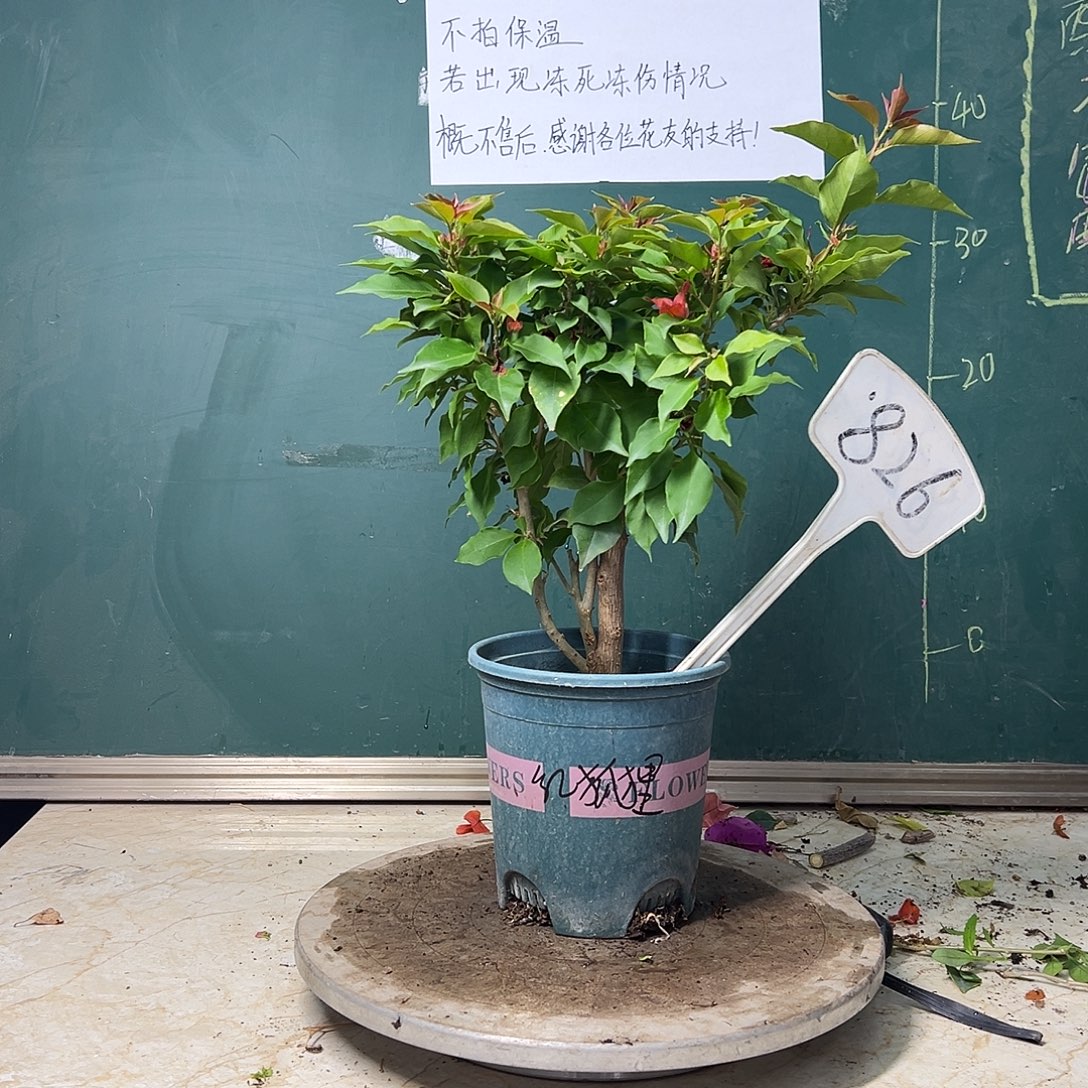 完全开放  福利  红狐狸  826