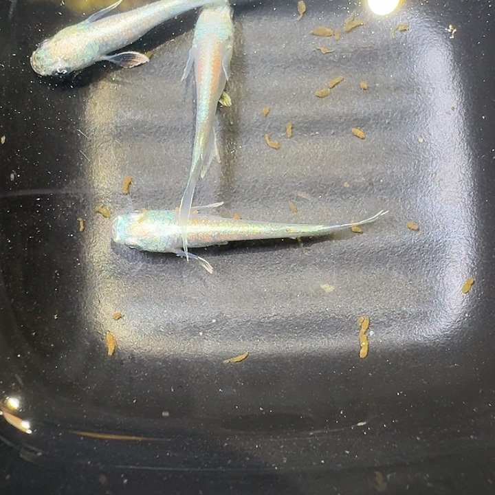 海水鱼45号拍品长鳍银炎