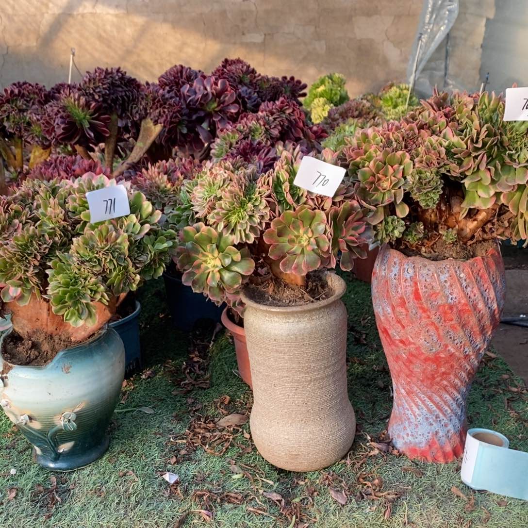 不开花植物香妃缀化1颗多肉多肉