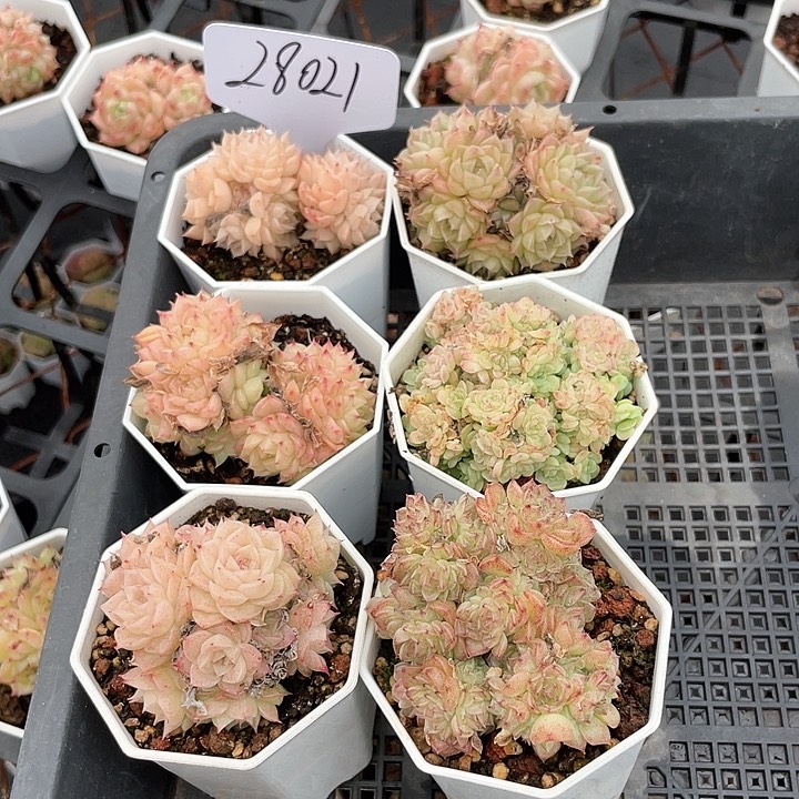 薇薇安园艺多肉28021