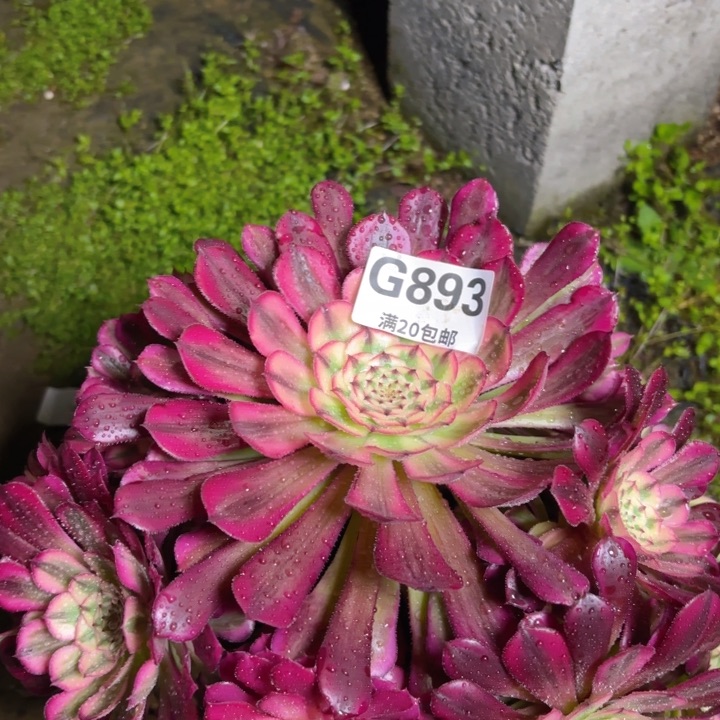 瑞妈多肉1.31.893