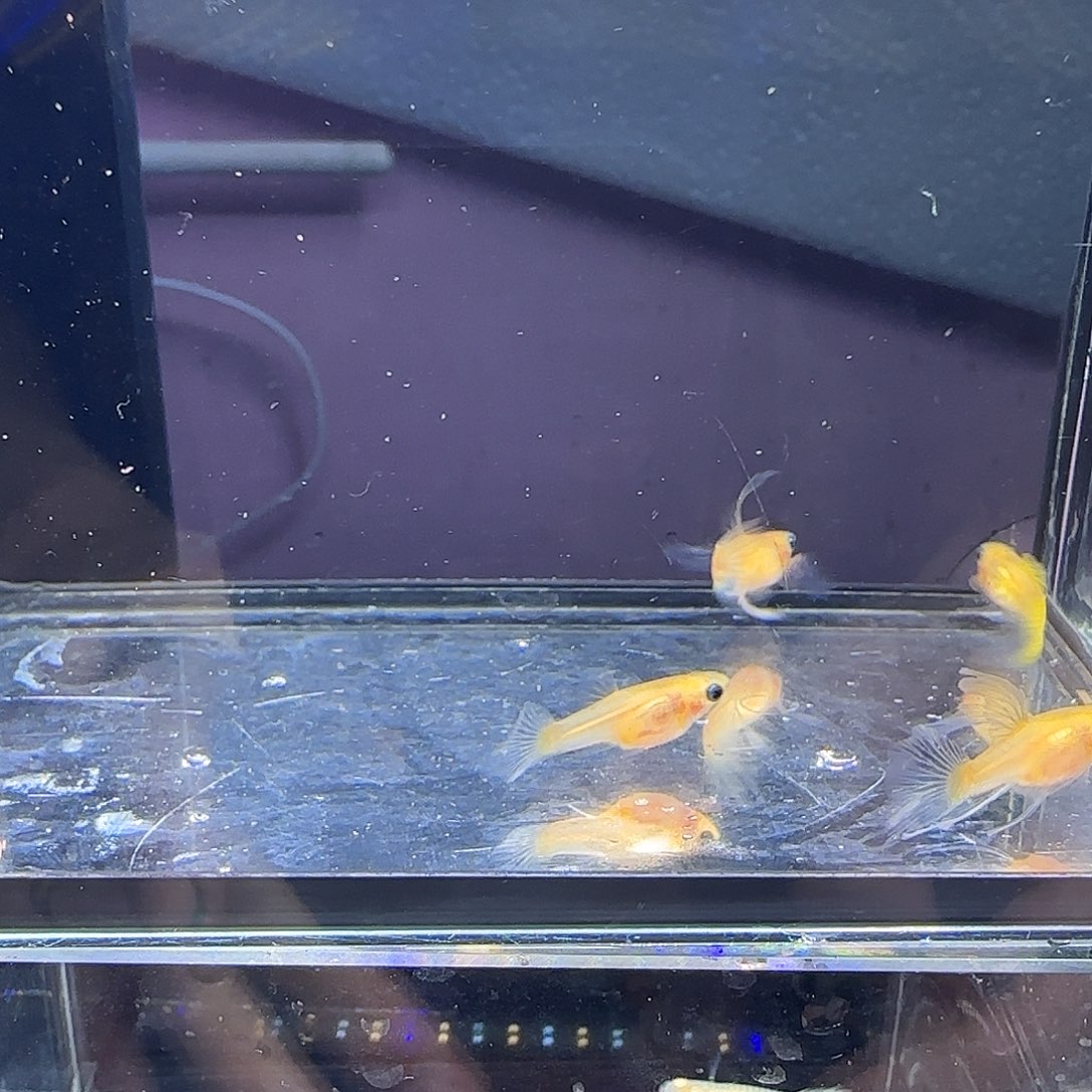 孔雀鱼黄蕾丝大c四条