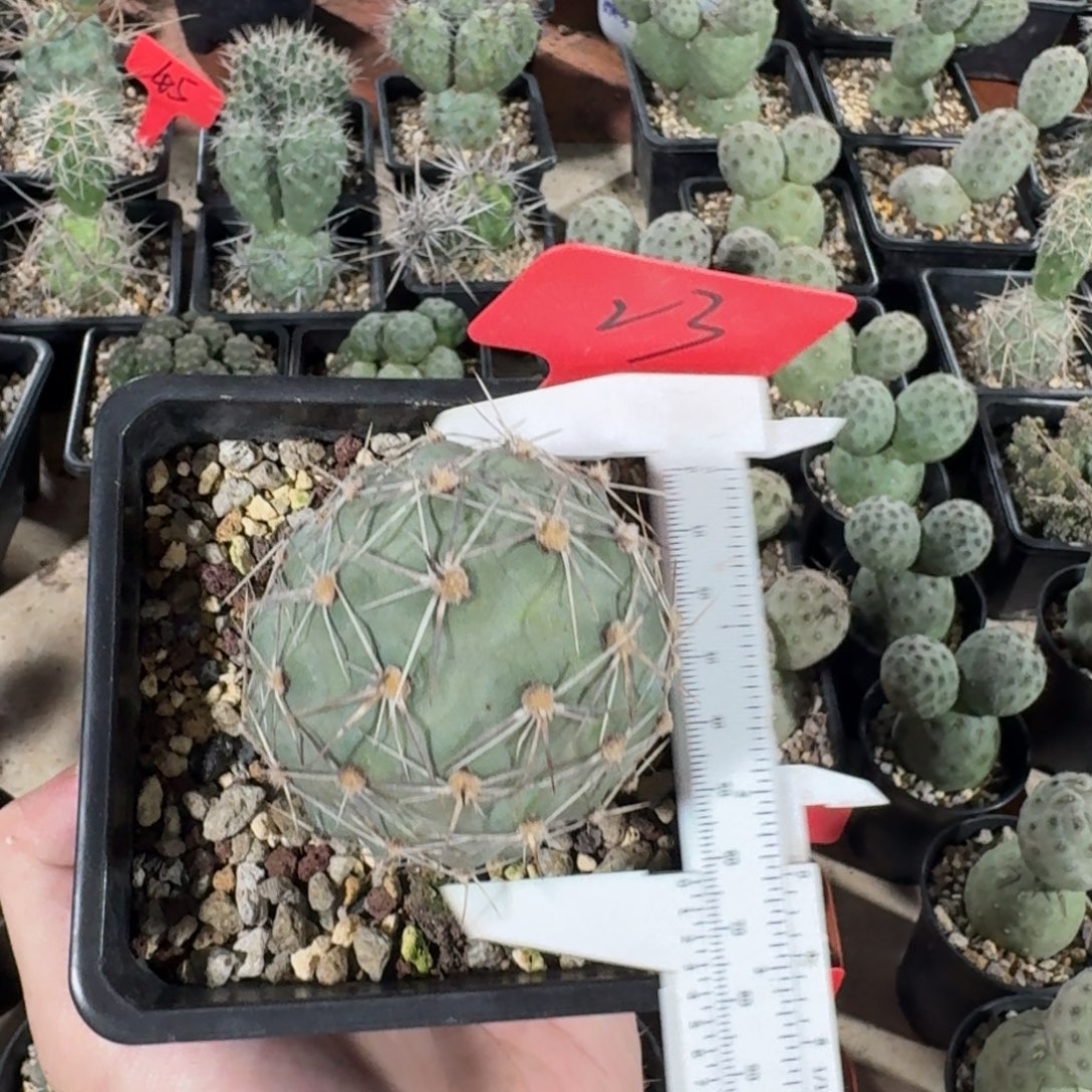 23号巨型趴刺双色刺开粉花