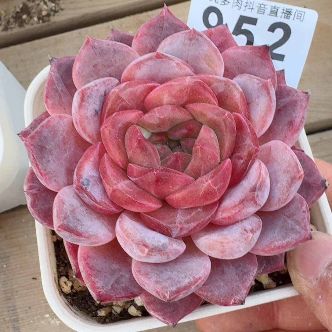 冰魄母本         多肉植物