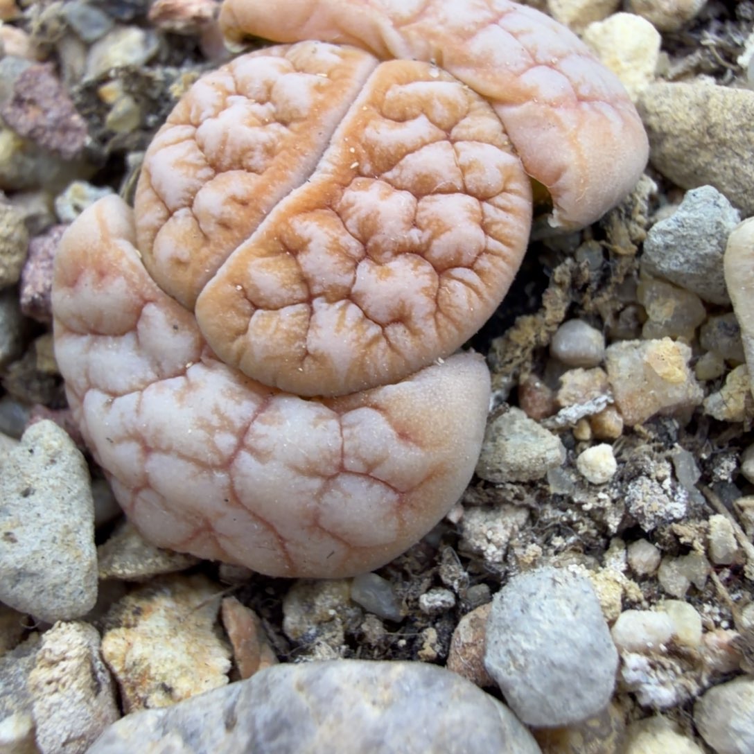 超***骨一颗c309a拿铁精品