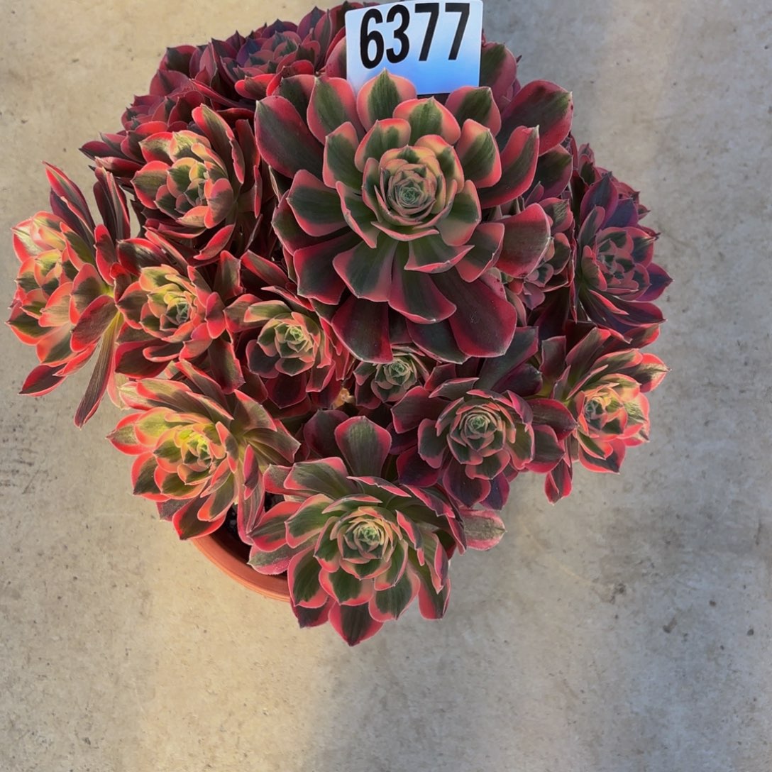 无花朵6377粉女巫111111