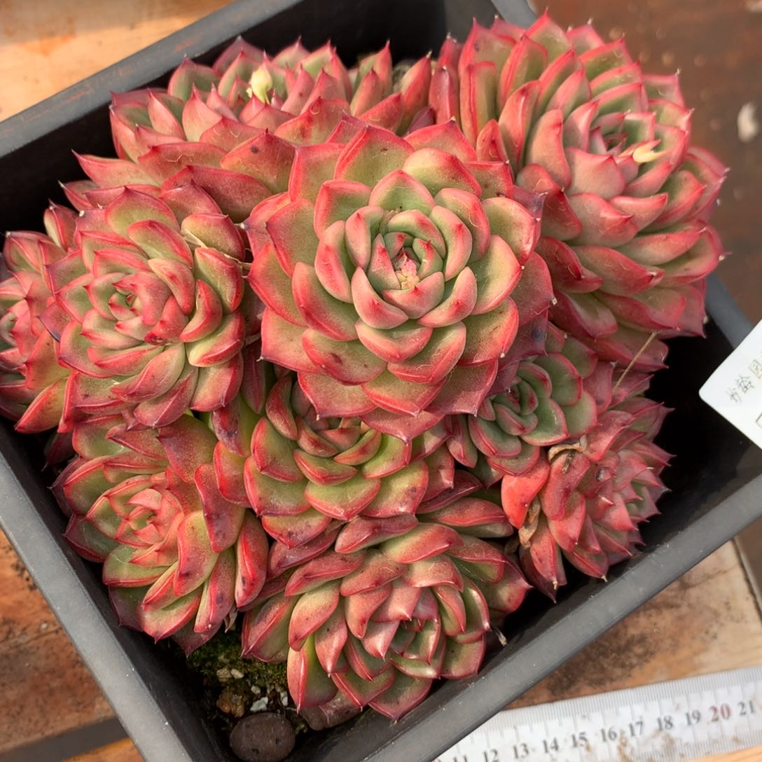 531杂交多肉老桩16冠