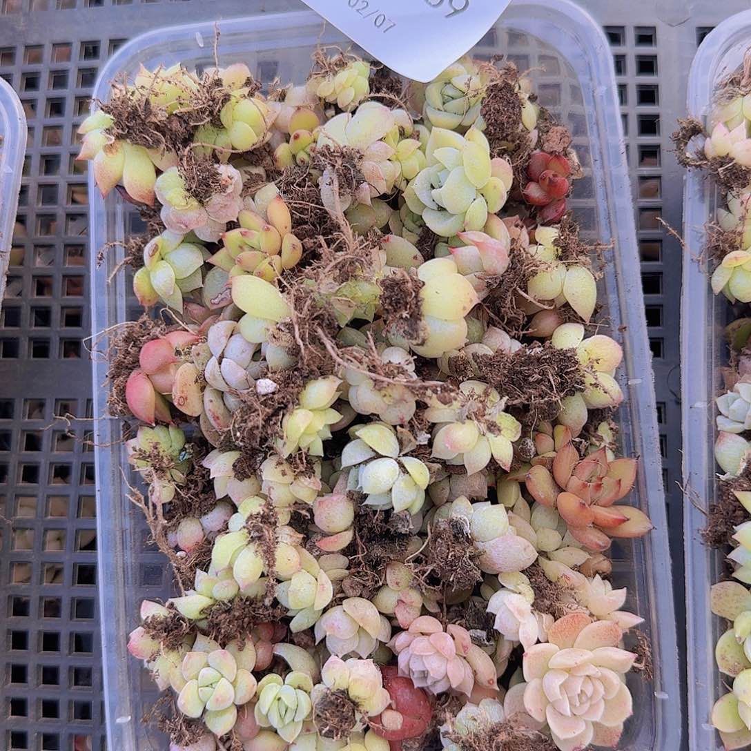 直播一物一拍多肉69