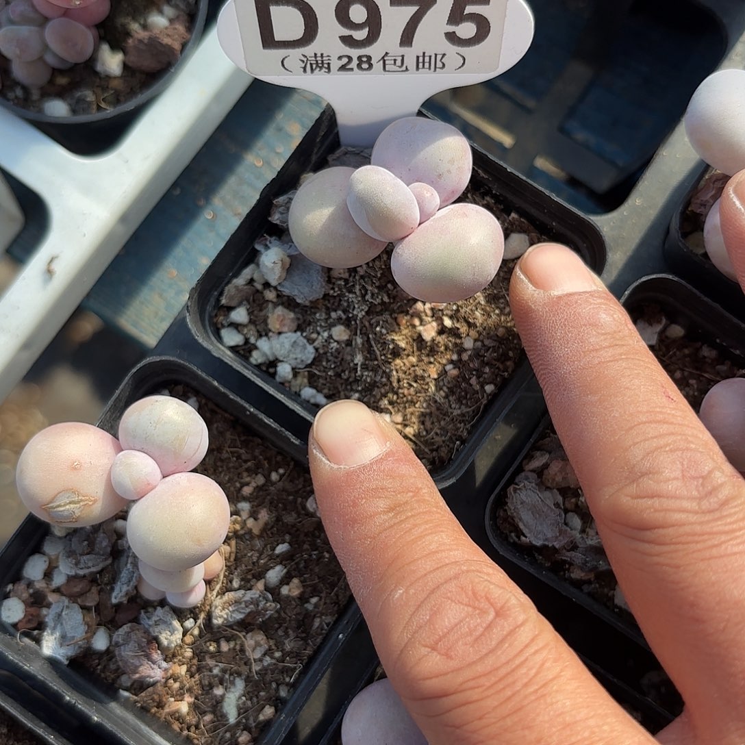 D975水光针一物一拍