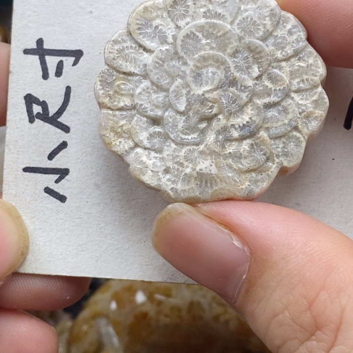 硅化珊瑚（珊瑚玉）未镶嵌颈饰