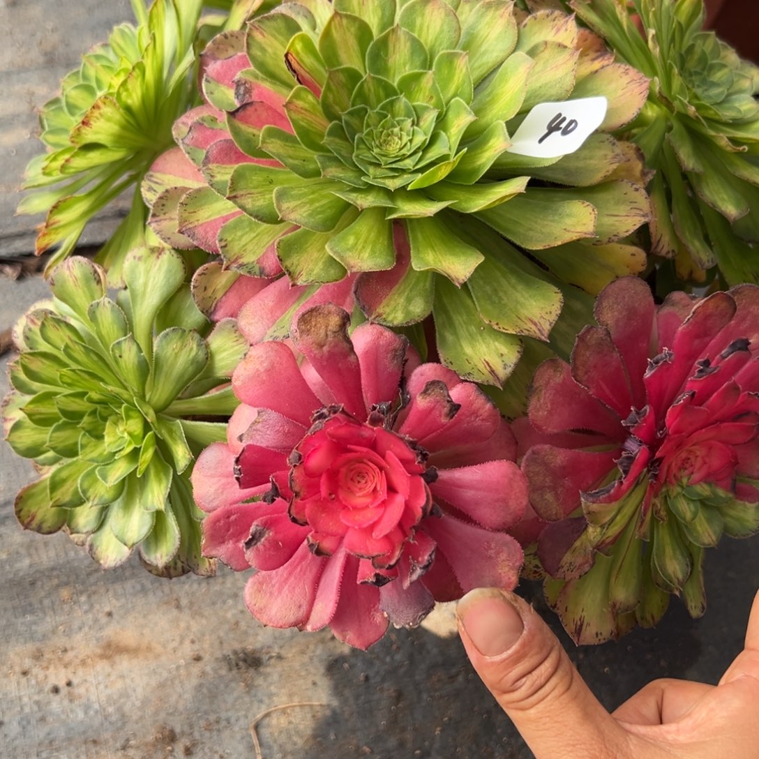 40知否多肉嘻嘻嘻