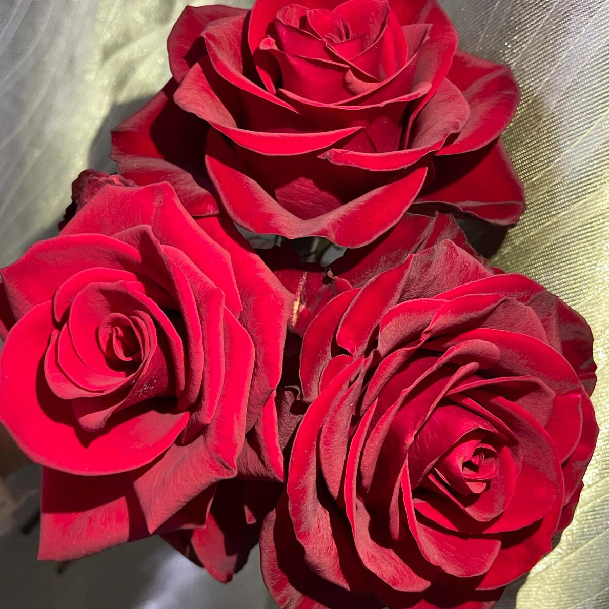 （红玫瑰）云南玫瑰三年大苗阳台盆栽庭院地栽