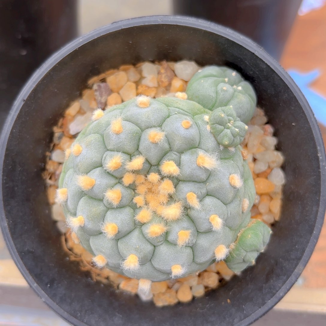 佛头G g g g g g g g g g g 627