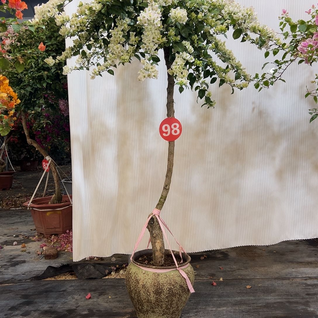 龙***仓完全开放三222222