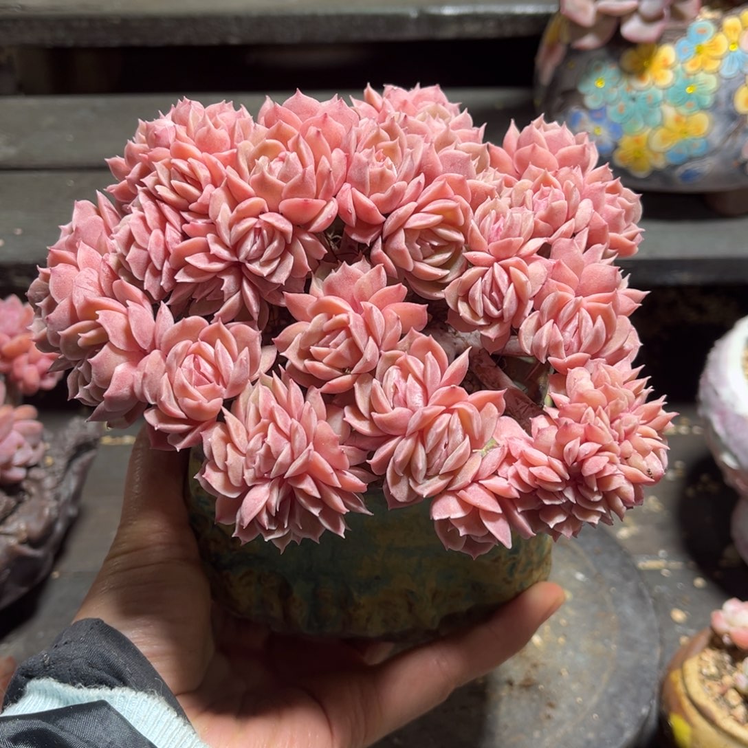 一****昂思诺朵朵带盆默认有瑕