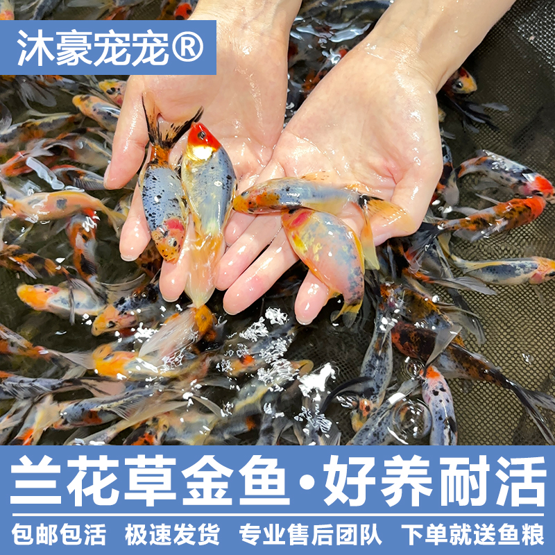 穗小二【运营推荐】兰花草金招财五花金鱼冷水淡水鱼好养观赏鱼