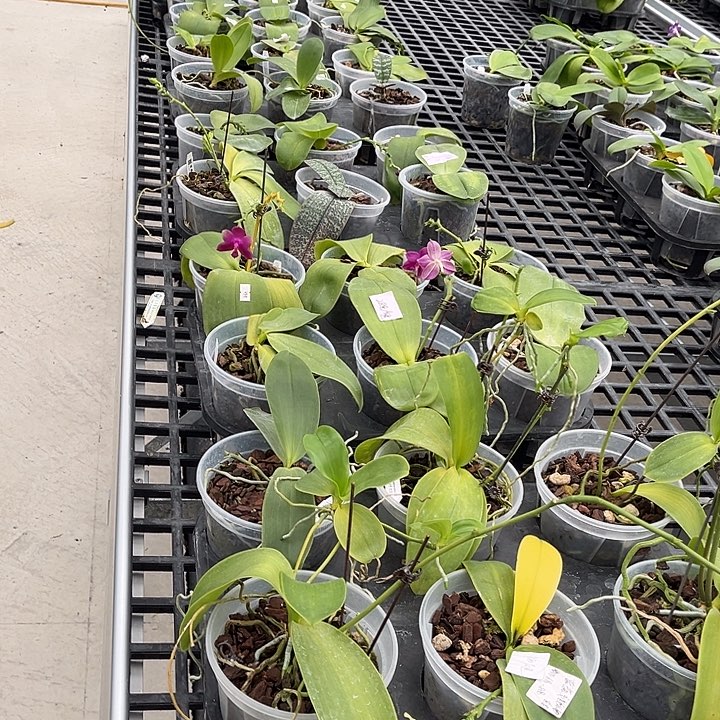 全部花苞特价瑕疵苗全部88/6颗一组