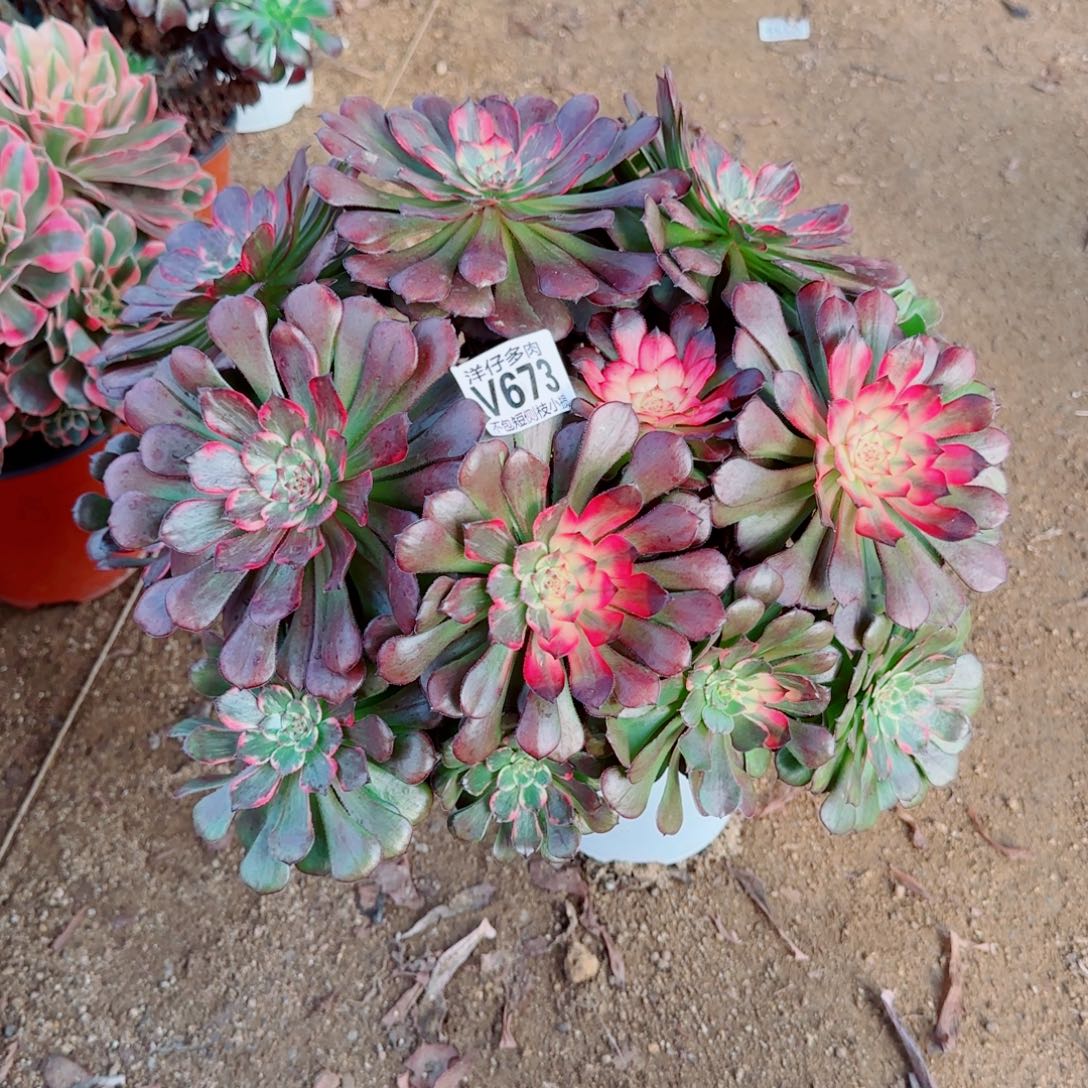 烟花发师673冠幅32