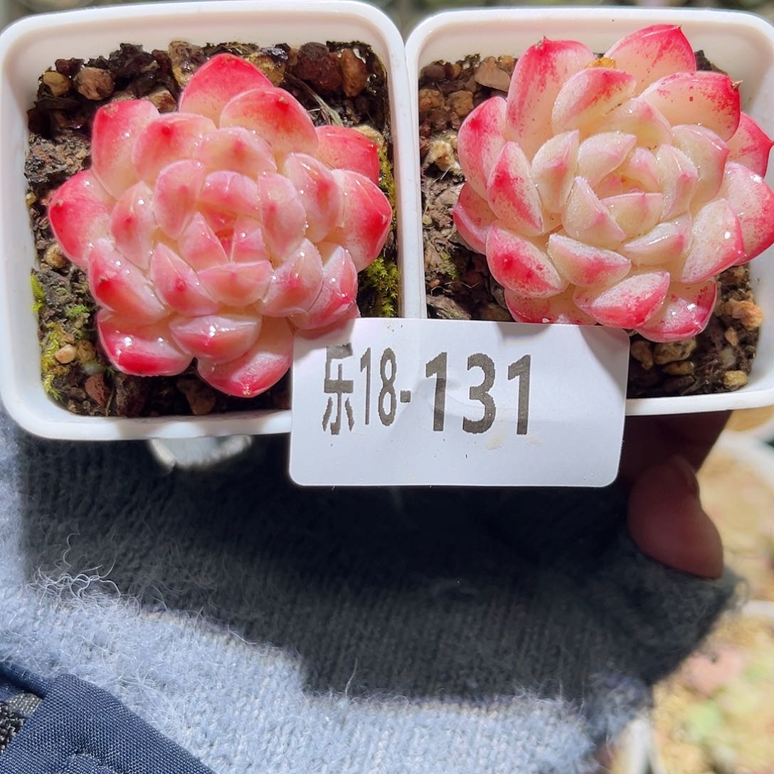 木乐18-131白桃2颗