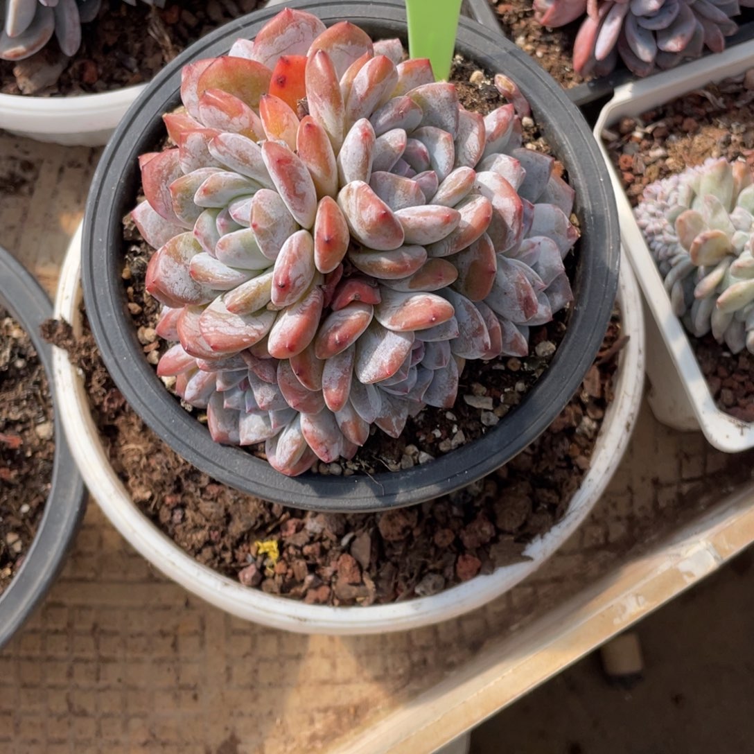 110号星影群生多头