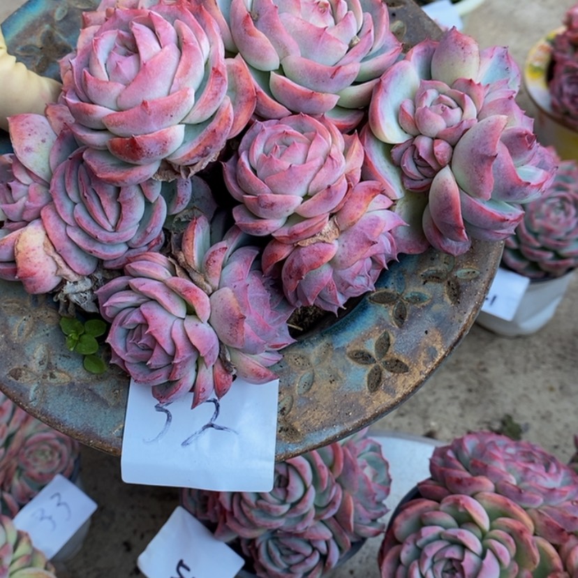 【闪购商品】?***葱多肉植物和