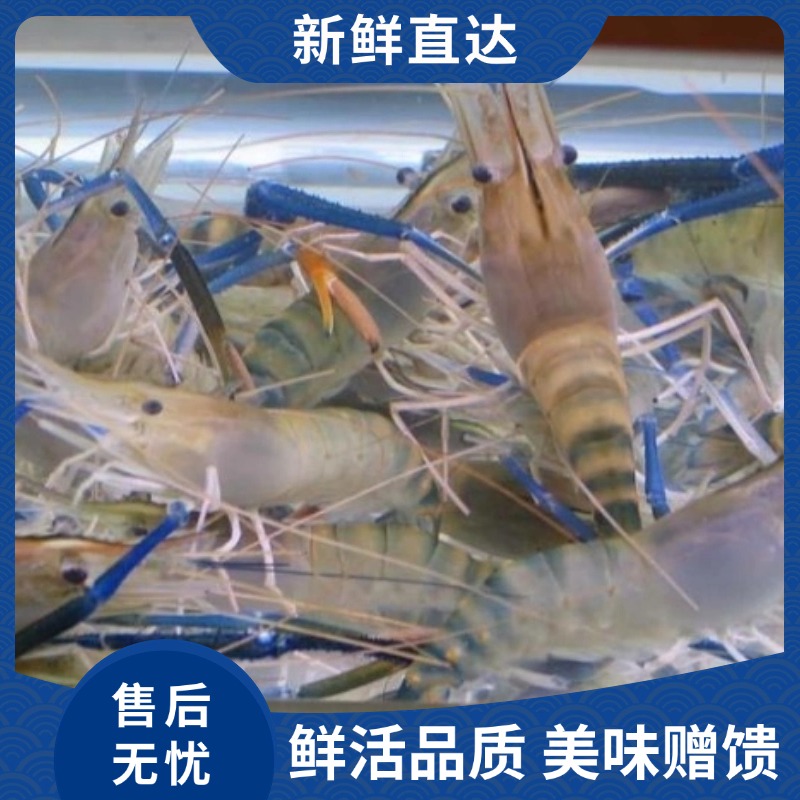 鲜活 精选 罗氏虾500g 个大（活虾打氧包）