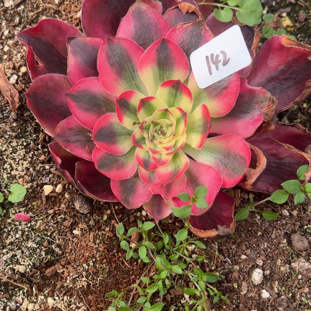 142爱丽丝多肉嘻嘻嘻