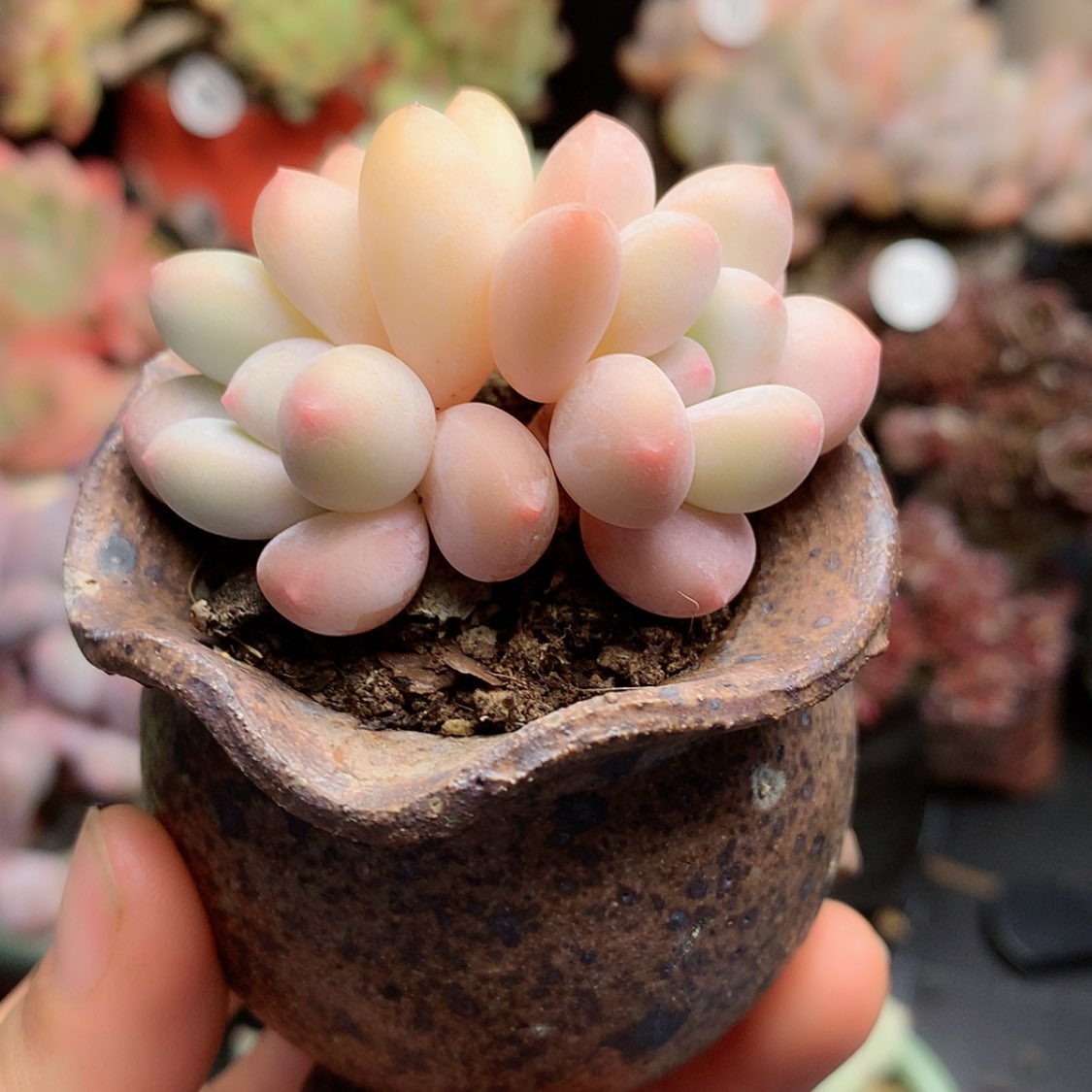 【闪购商品】盛禾带盆