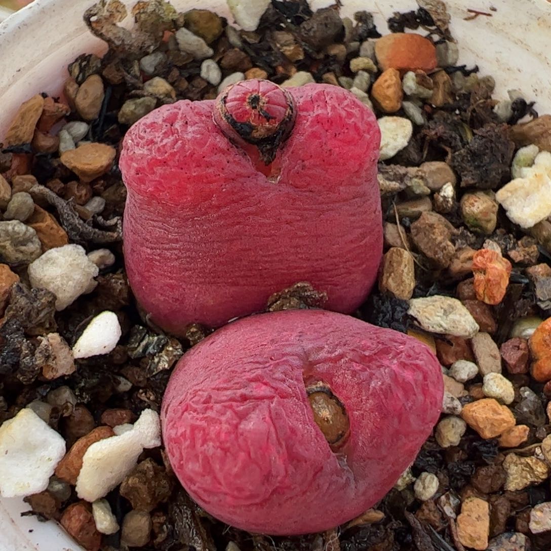 912多肉植物百科