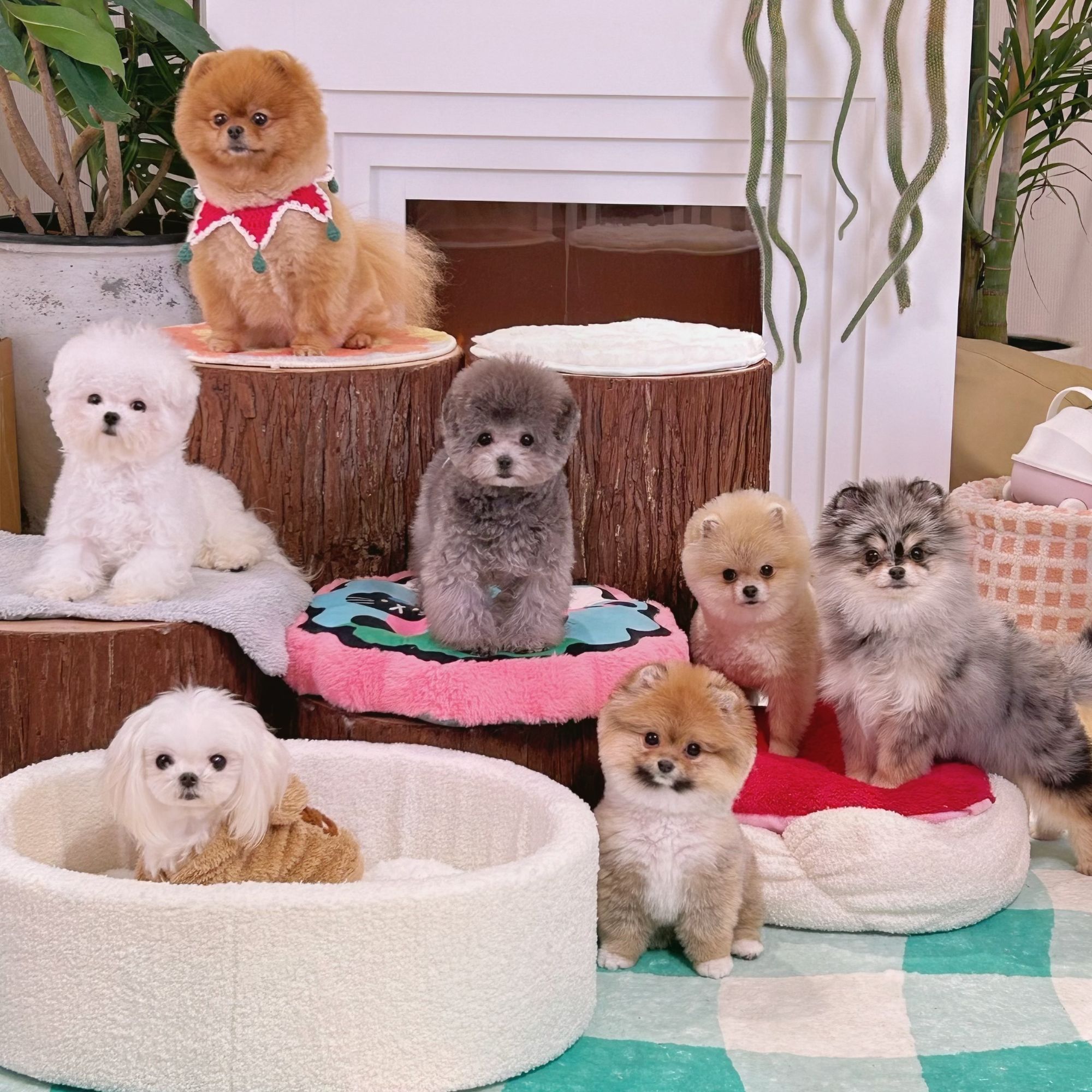 星巴斯博美幼犬——直播链接