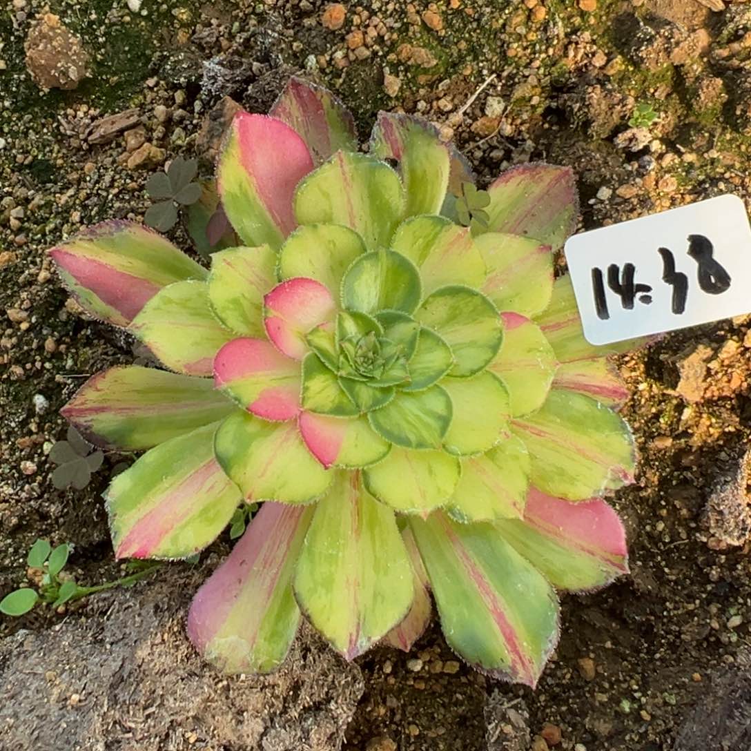 38知否多肉植物多肉