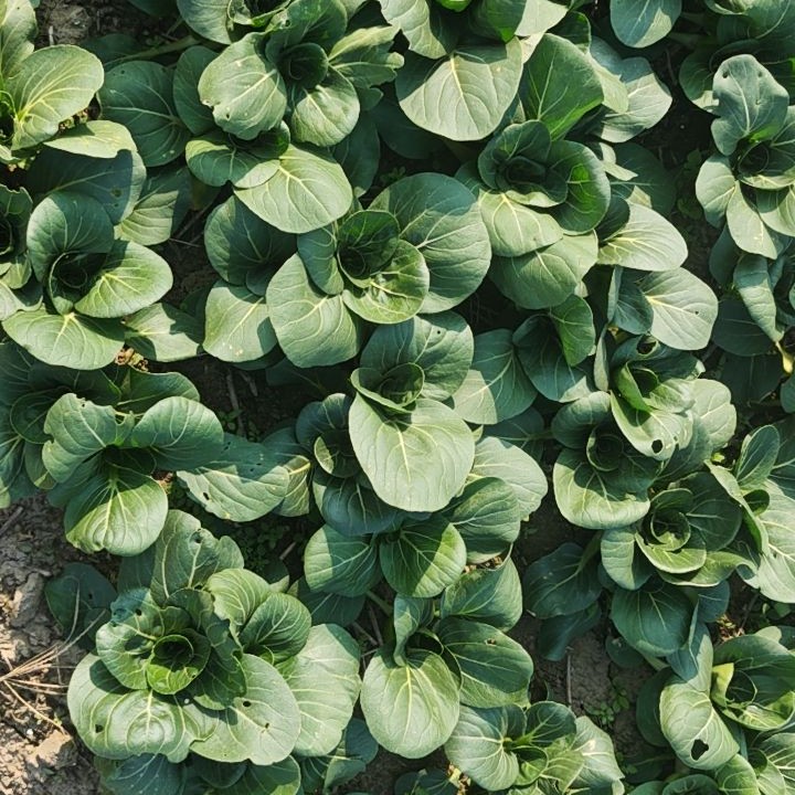 苏北露天新鲜苏州青现摘现采包邮