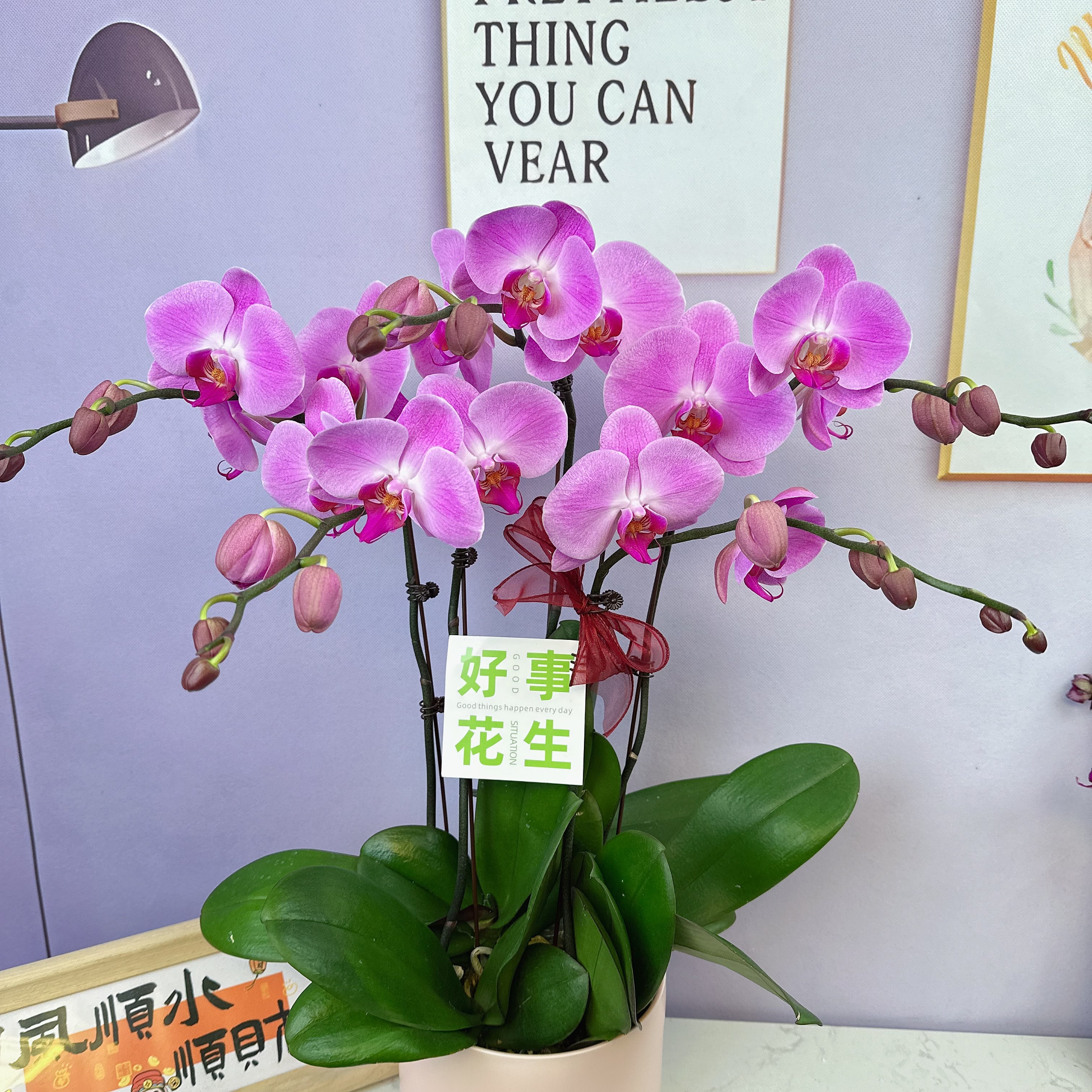 A3【粉冠军】中大花型带花苞送花盆花期长中秋送礼