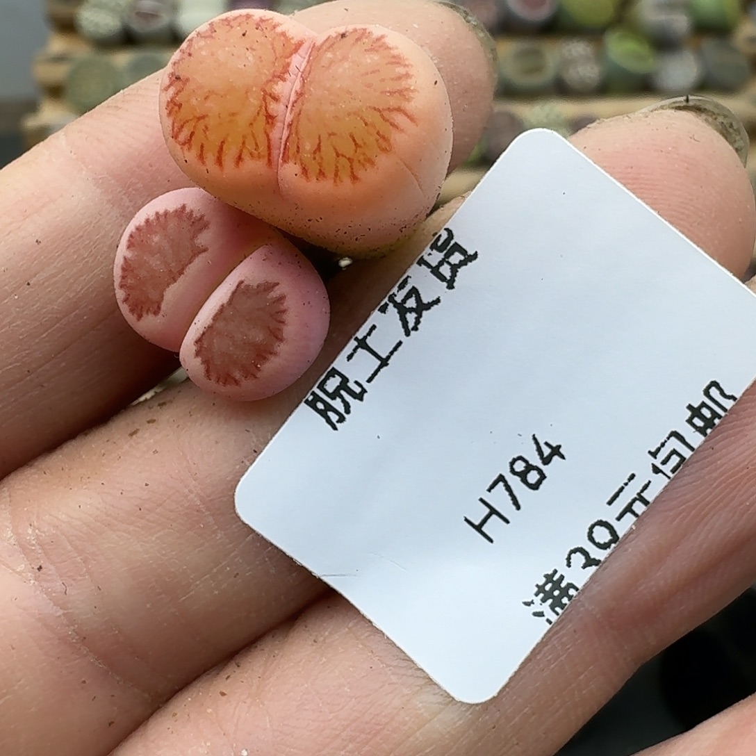 不***称784多肉哈哈哈哈回家