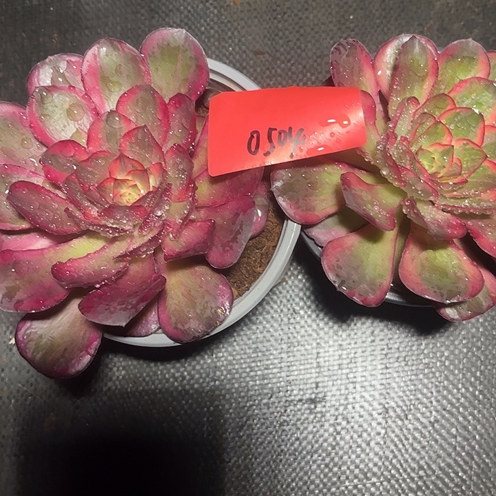2颗魅锦多肉植物保护0504