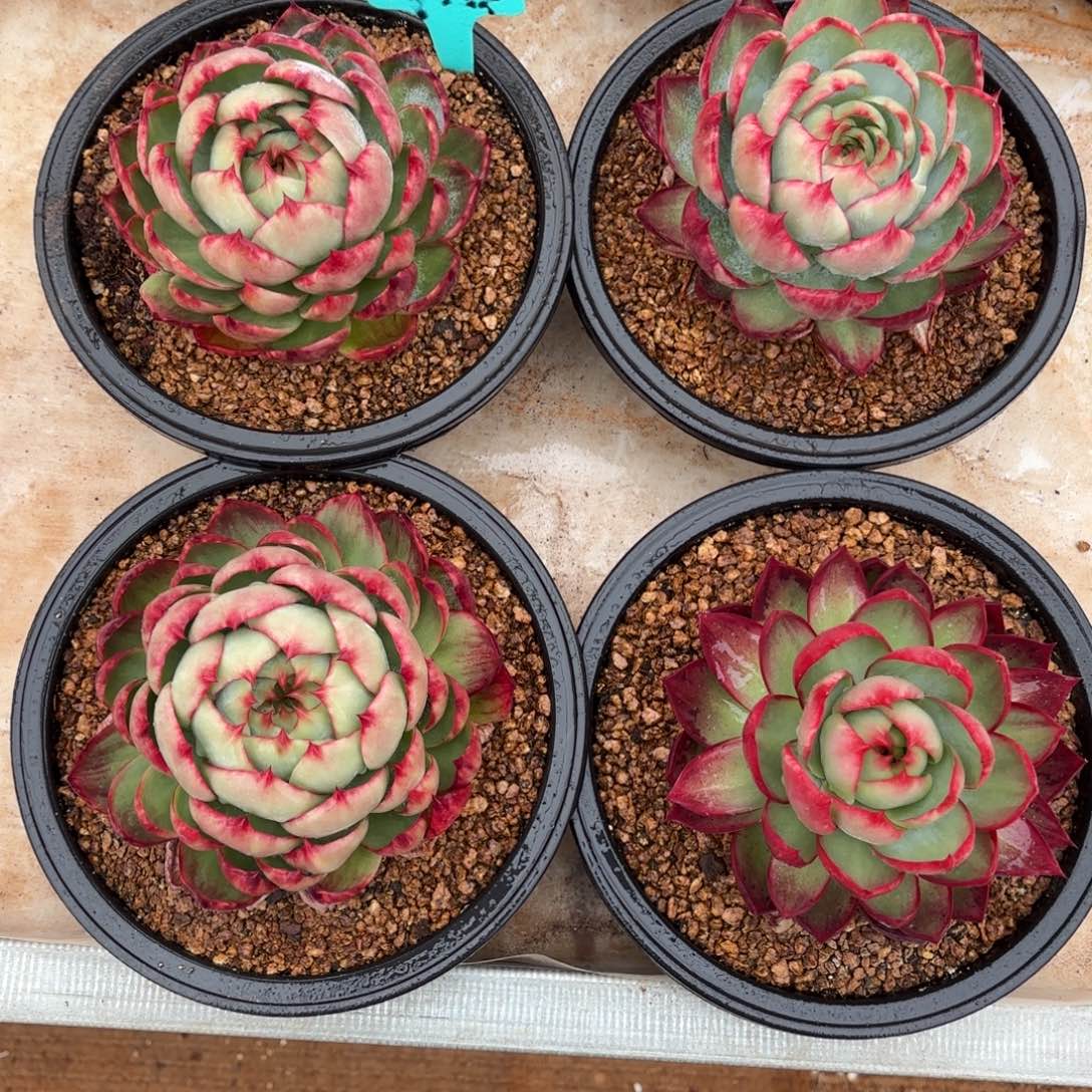 惊鸿仙子 四个一组