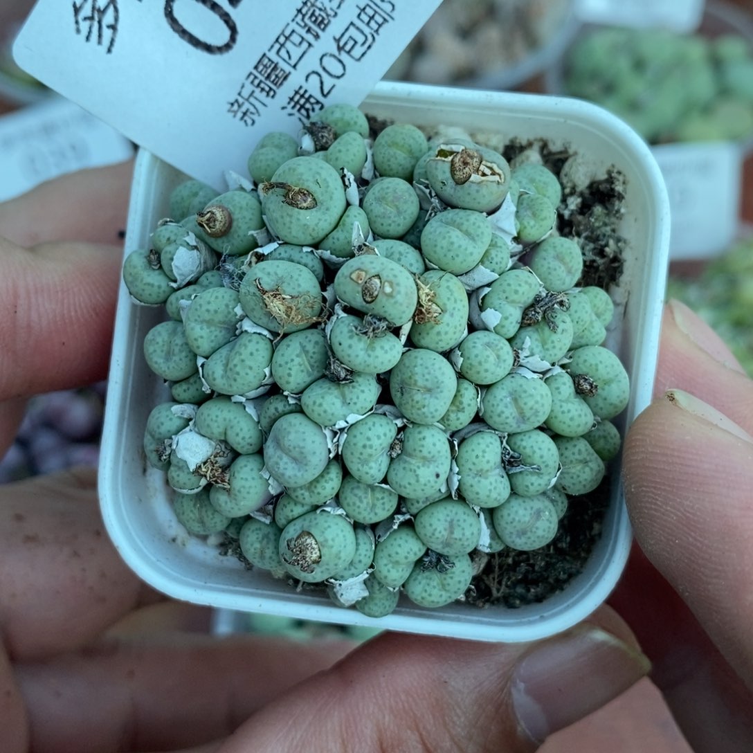 多肉蛋炒饭感谢您相伴043