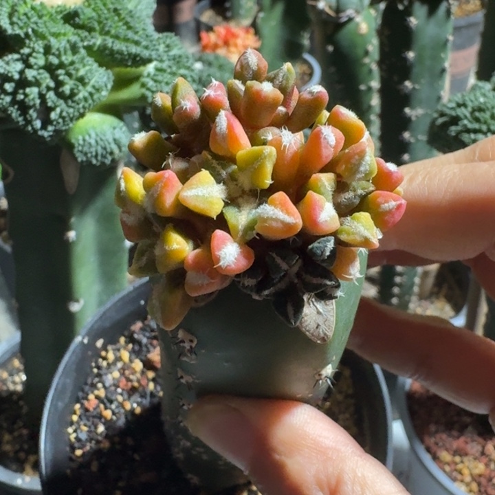 姬牡丹锦群苗接仙人球