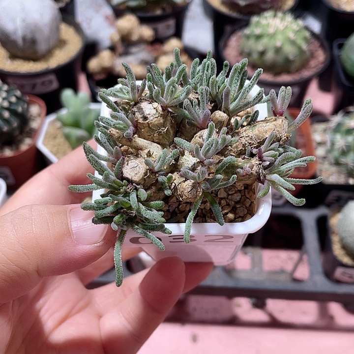 032天赐块根植物，