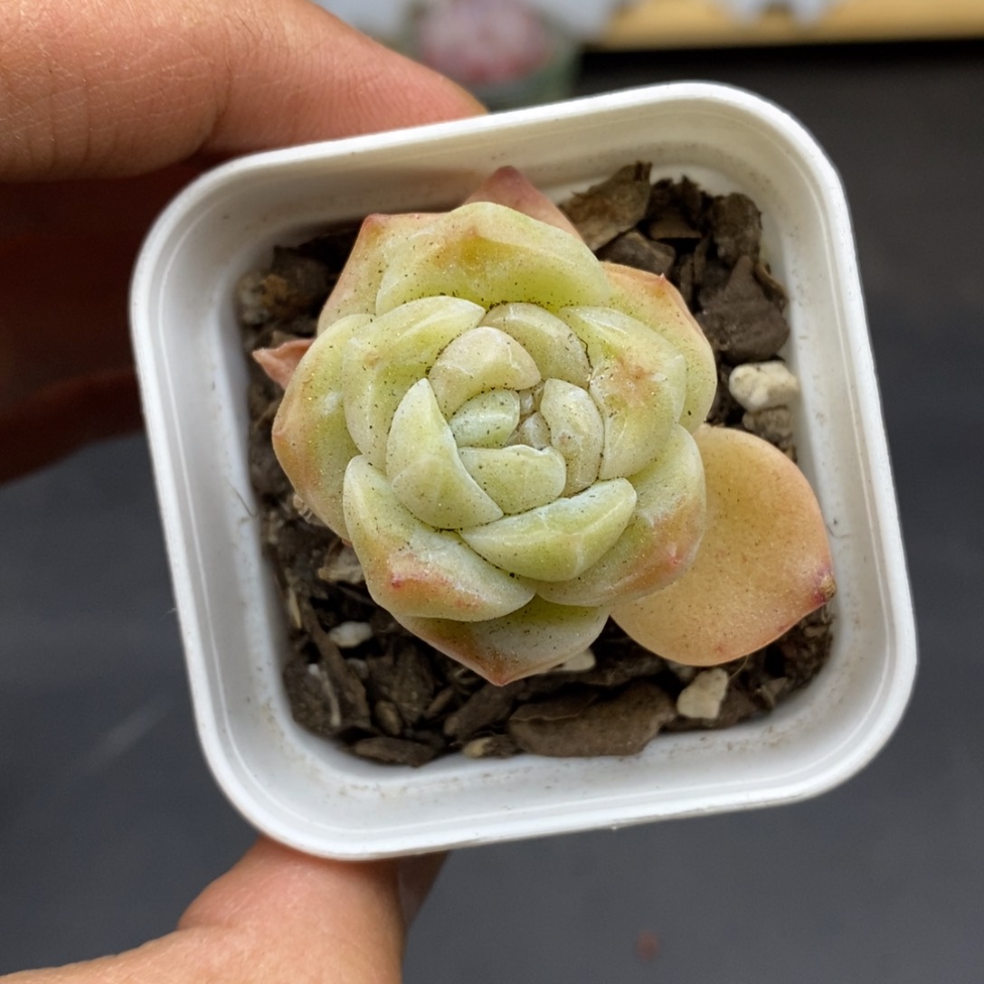 春泥家9.9包邮E11
