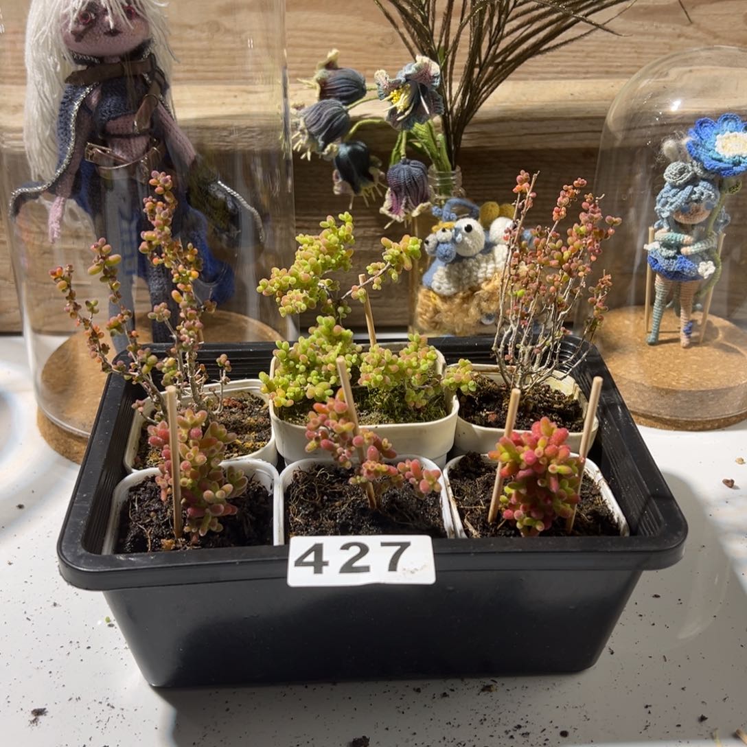 枝干番杏多肉植物427