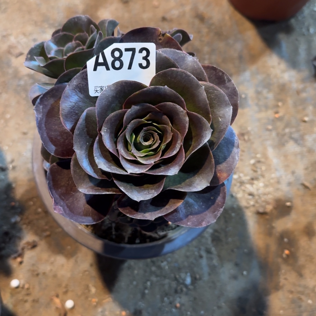 致***春魅金玫瑰一物一拍873