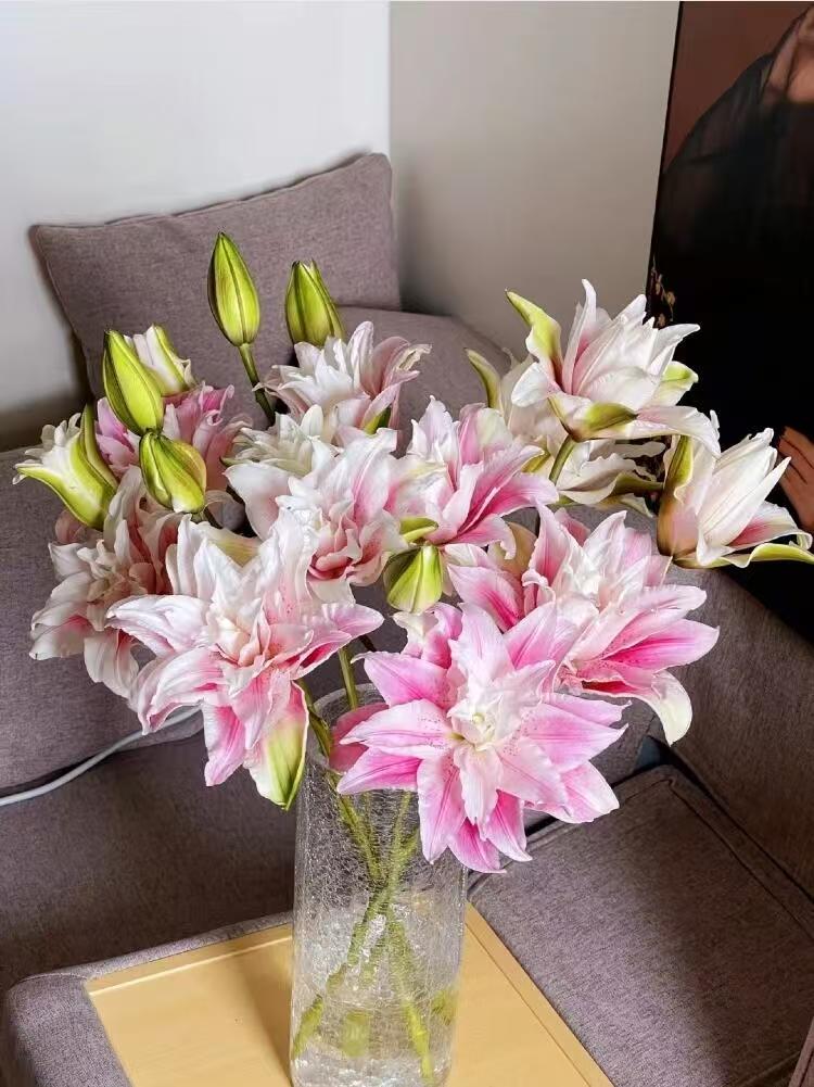 鲜花【伊莎贝拉重瓣百合】同地址两单以上顺丰或德邦空运＋配草一把