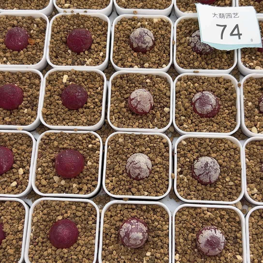 000074量拍灯泡3颗尺寸1.5上下脱土发