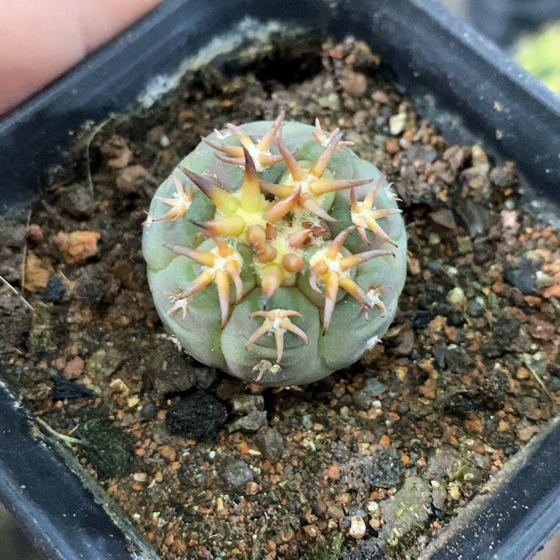 孤品实生优选粗刺猫爪2.8cm1号