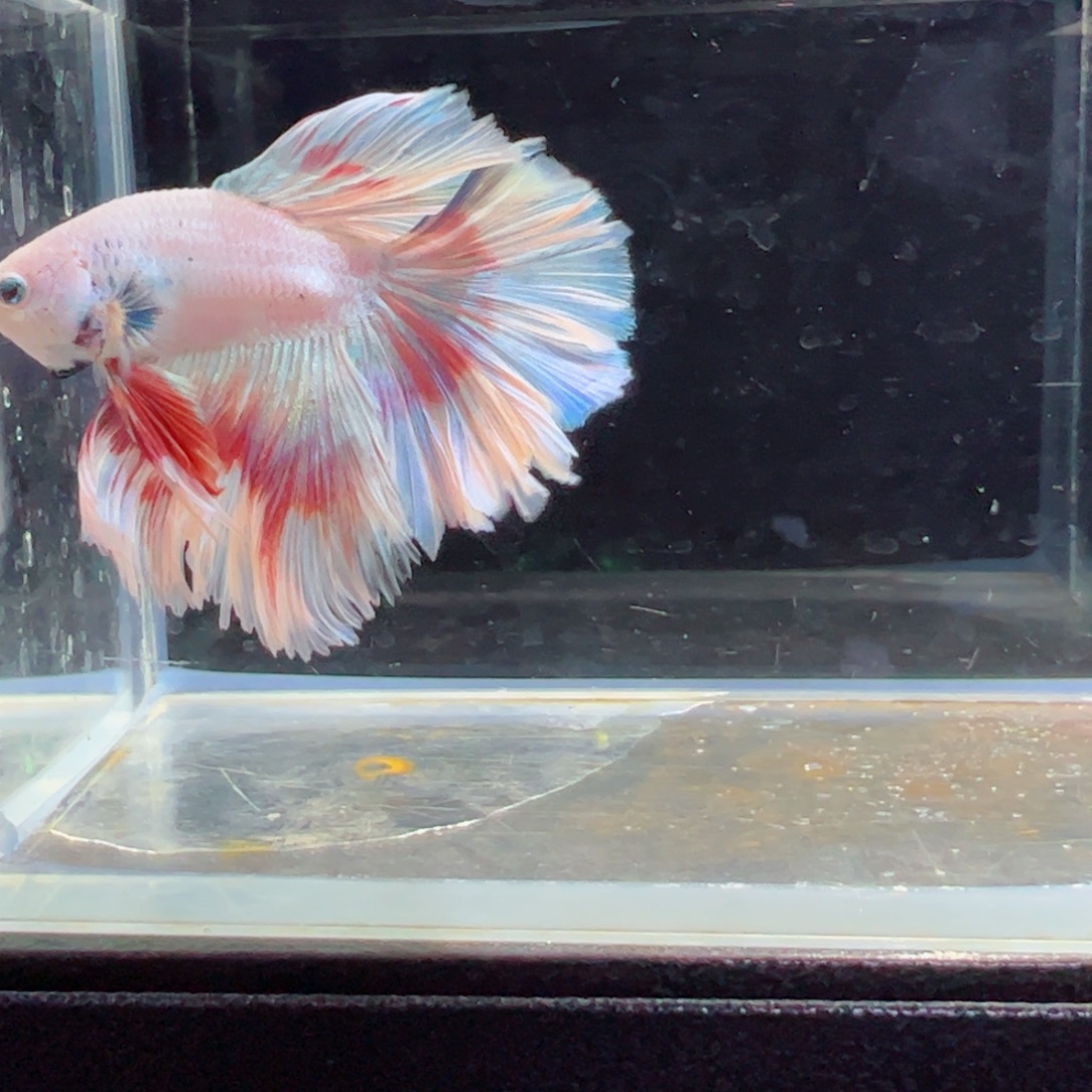 斗鱼浅色特殊尾hhhh