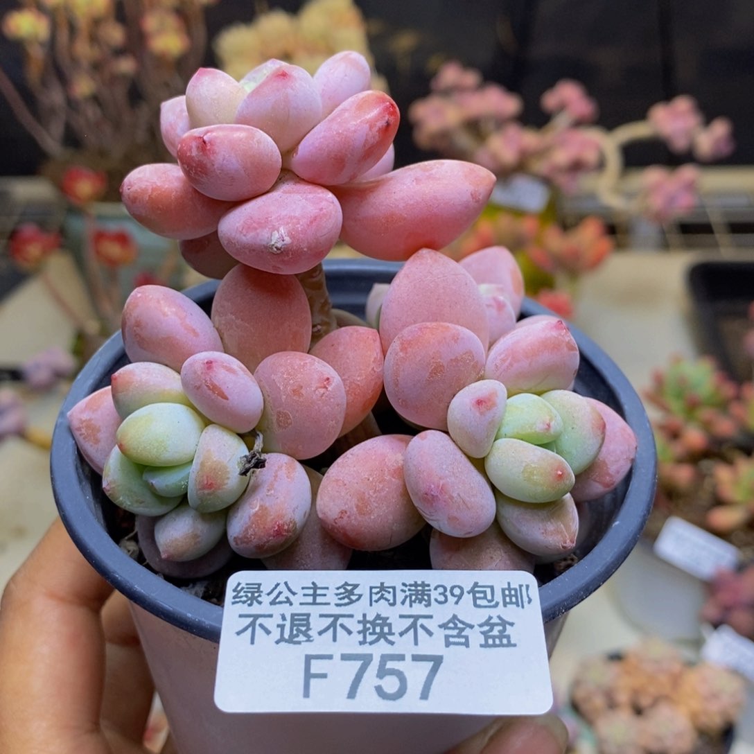 757樱花洛神多肉7c m