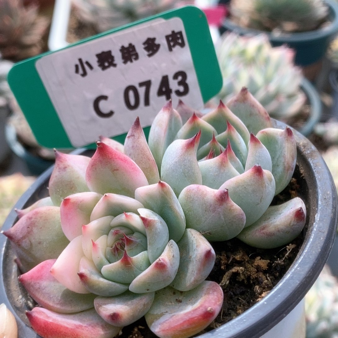 743锦锦锦锦锦锦锦锦锦