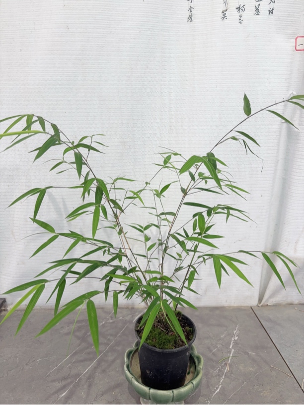 偏远地区补运费 一物一拍 专属链接