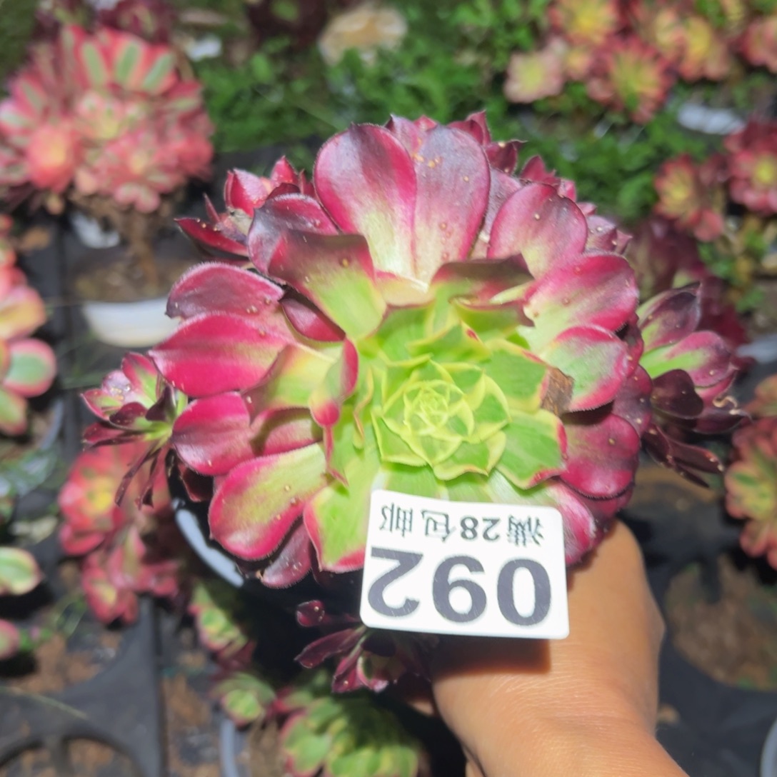 多肉植物092无售后